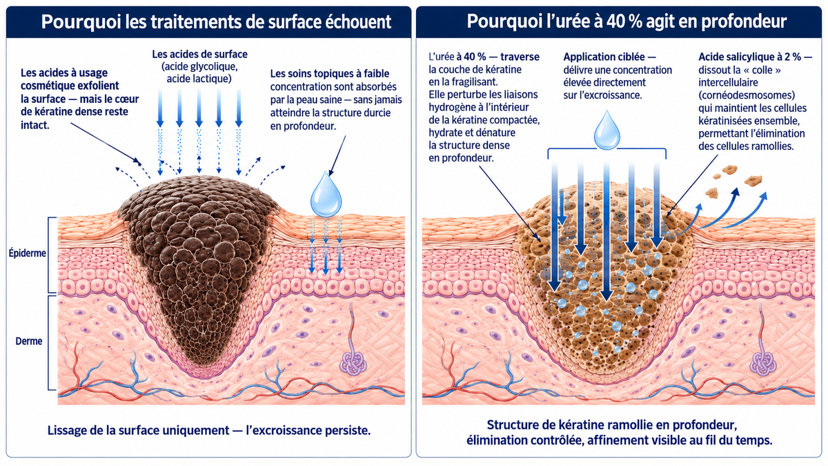 Schéma explicatif du mécanisme