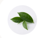 Extrait de thé vert